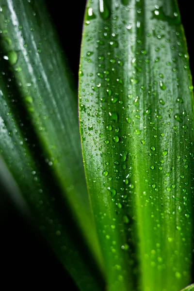 Hojas Flores Con Gotas Agua —  Fotos de Stock