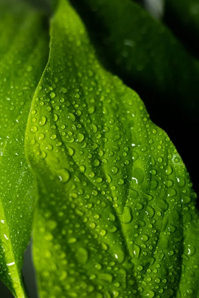 Hojas Grandes Una Planta Con Gotas Agua —  Fotos de Stock