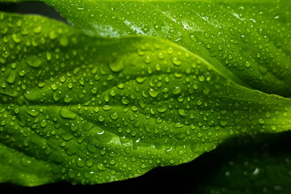 Hojas Grandes Una Planta Con Gotas Agua —  Fotos de Stock