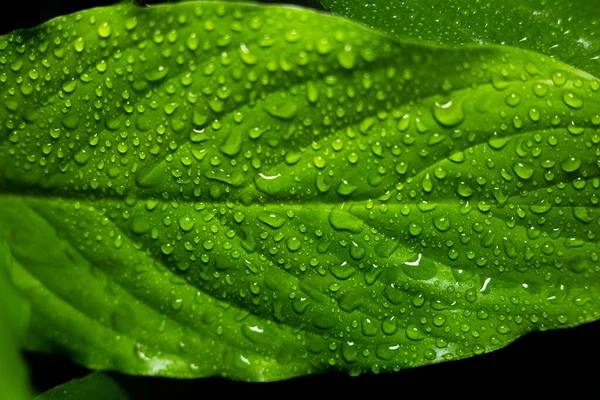 Hojas Grandes Una Planta Con Gotas Agua —  Fotos de Stock