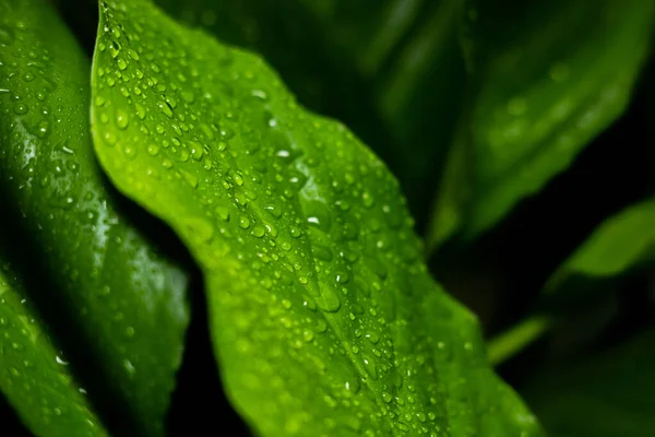 Hojas Grandes Una Planta Con Gotas Agua —  Fotos de Stock