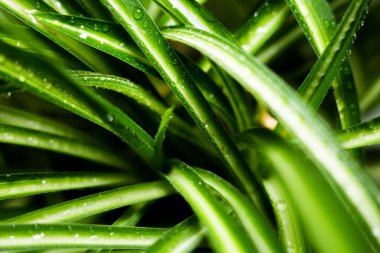 Büyük palmiye yaprakları çiğ ile