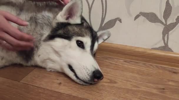 Γεροδεμένος Σκύλος Χαμογελάει Στο Δωμάτιο — Αρχείο Βίντεο