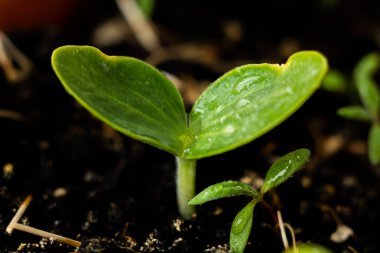 Topraktan yapraklar yetişir