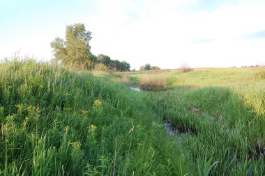 Çimen çiçekleri ve çiviler yaz tarlasında
