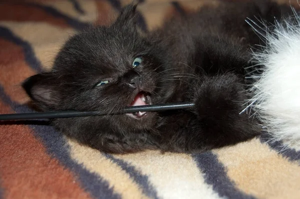 Gatinho Preto Joga Quarto — Fotografia de Stock