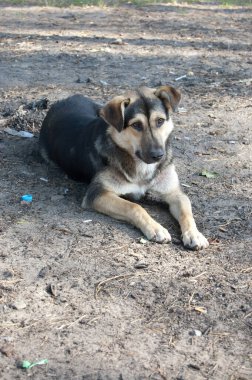 Sokak köpeği yerde oturuyor.