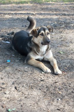 Sokak köpeği yerde oturuyor.