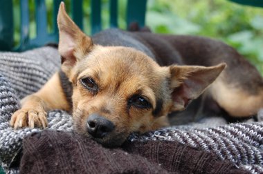 Teriyer köpeği sandalyede uyuyor.