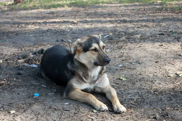 Street Dog Sits Ground — Stock Photo, Image