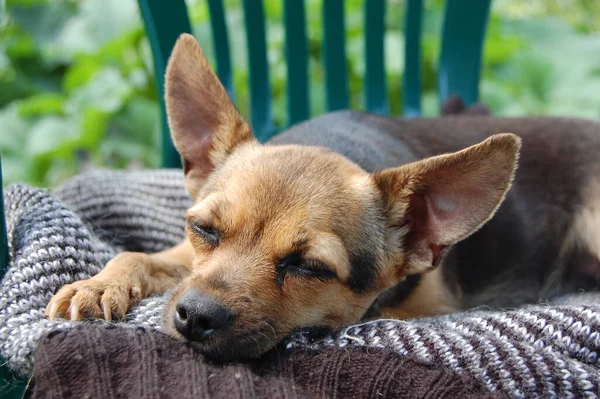 Cão Terrier Dormindo Uma Cadeira — Fotografia de Stock