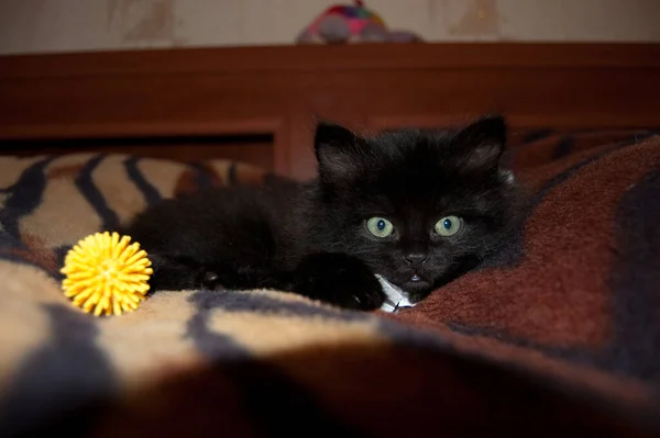 Μικρό Μαύρο Γατάκι Στο Κρεβάτι — Φωτογραφία Αρχείου