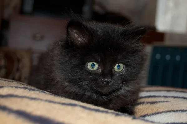 Küçük Siyah Kedi Yatakta — Stok fotoğraf