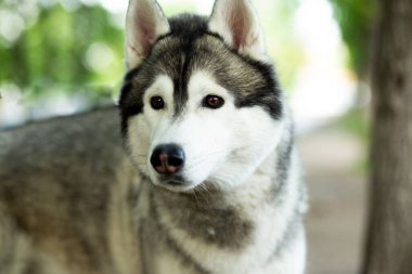 Gri parktaki iri kıyım köpek