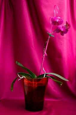 kırmızı arkaplanda kırmızı orkide