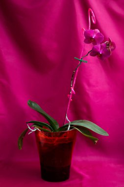 kırmızı arkaplanda kırmızı orkide