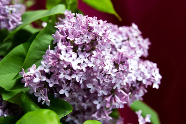 Lilac Flowers Green Leaves Spring — Stock Photo, Image