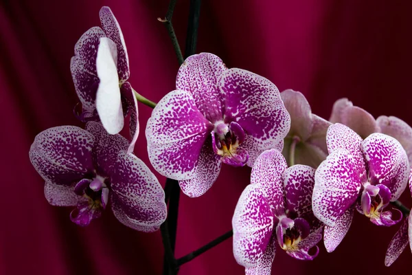 Pink Orchid Flowers Red Background — Stock Photo, Image