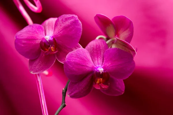 Red Orchid Red Background — Stock Photo, Image