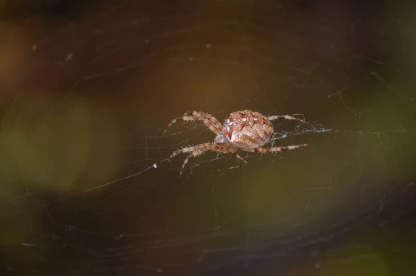 Aranha Senta Uma Teia Jardim Perto Plantas — Fotografia de Stock