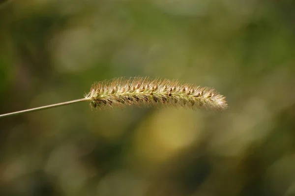 Planta Espiguilla Campo Verde Verano Crece —  Fotos de Stock