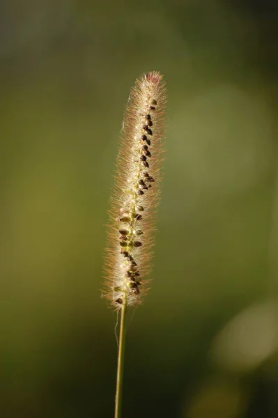 Pianta Spikelet Nel Campo Verde Estivo Cresce — Foto Stock