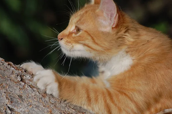 Schöne Rote Katze Garten Geht Neben Baum — Stockfoto