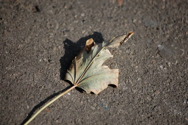 乾燥したカエデの葉はアスファルトの道路にあり — ストック写真