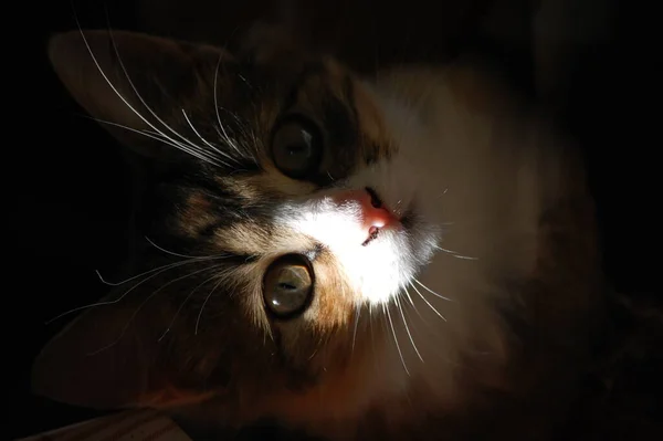 Het Gezicht Van Een Mooie Kat Gluurt Uit Schaduw — Stockfoto
