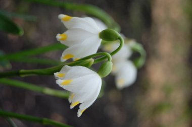 Vadinin zambakları topraktan çiçek açar.