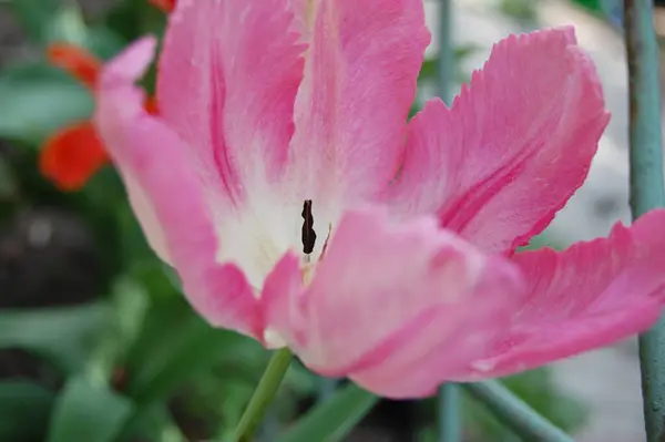 Lindas Flores Tulipa Rosa Jardim Primavera — Fotografia de Stock