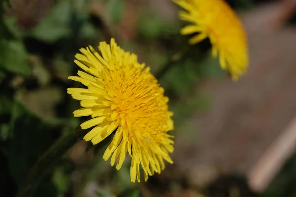 Flores Dente Leão Amarelo Primavera Grama — Fotografia de Stock