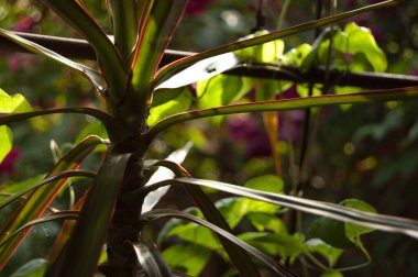 Bahçede güzel bir ev ağacı yetişiyor.