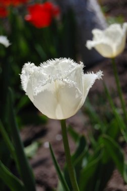 Güzel beyaz lale bahar bahçesinde yetişiyor.