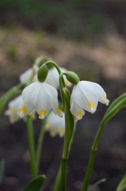 Vadinin zambakları topraktan çiçek açar.