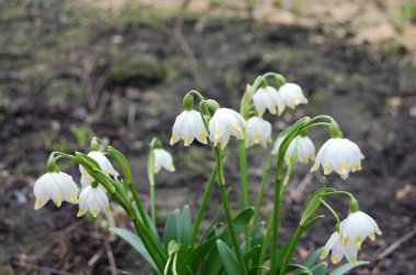 Vadinin zambakları topraktan çiçek açar.