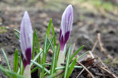 Safran tohumu topraktan çıkar.
