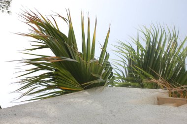 Deniz kenarındaki güzel palmiye ağaçları