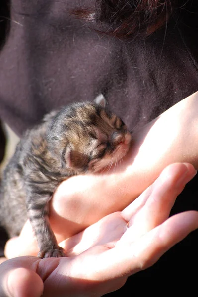 Küçük Güzel Pofuduk Kedi Yavrusu Kollarında Uyuyor — Stok fotoğraf