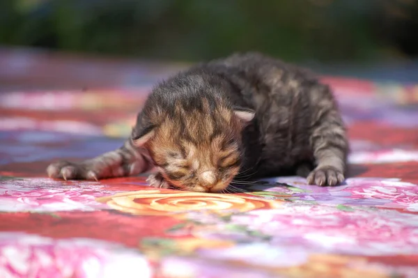 Gatinho Bonito Pouco Senta Xadrez Calor — Fotografia de Stock