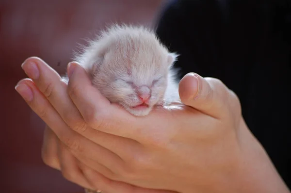 Kleines Schönes Flauschiges Kätzchen Schläft Armen — Stockfoto