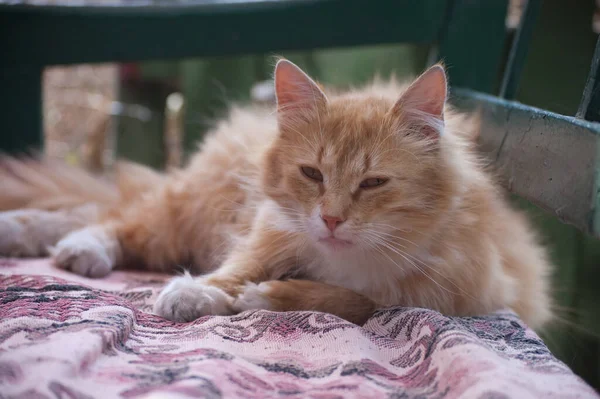 美しい赤いふわふわの猫がベンチに座って — ストック写真