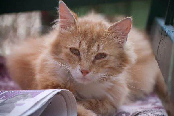 Beautiful Red Fluffy Cat Sits Bench — Stock Photo, Image