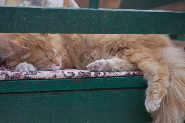 美しい赤いふわふわの猫がベンチに座って — ストック写真