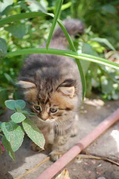 Küçük Güzel Kedi Yavrusu Yeşil Çimlerde Oturuyor — Stok fotoğraf