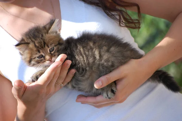 Küçük Güzel Pofuduk Kedi Yavrusu Kollarında Uyuyor — Stok fotoğraf