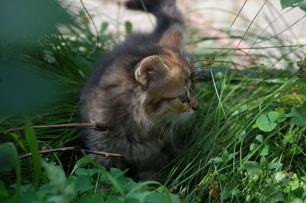 Μικρό Όμορφο Γατάκι Κάθεται Στο Πράσινο Γρασίδι Στον Κήπο — Φωτογραφία Αρχείου
