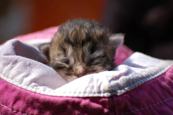 Liten Vacker Kattunge Sitter Rutig Värmen — Stockfoto