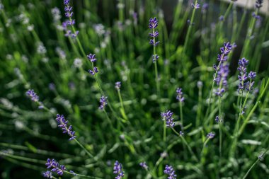 Bahar toprağında büyüyen küçük lavanta çiçekleri