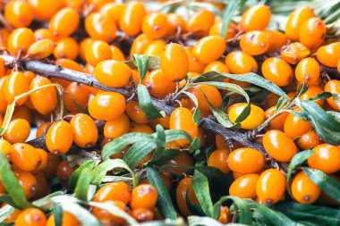 Arka plan parlak turuncu sarı Deniz'e buck diken çilek dalı ile yeşil yaprakları (iğde Rhamnoides) üzerinde. Sağlıklı snack alternatif bitkisel tıbbi ürün. Çok yıllık çalı. Doğal arka plan